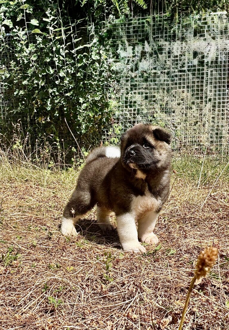 Akita chiot 2026a