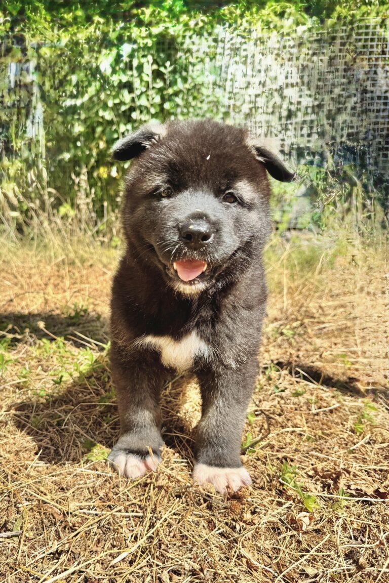 Akita chiot 2026b