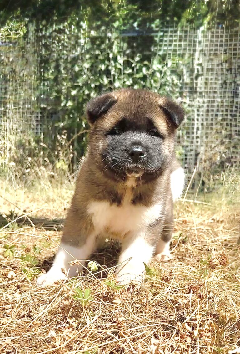 Akita chiot 2026c